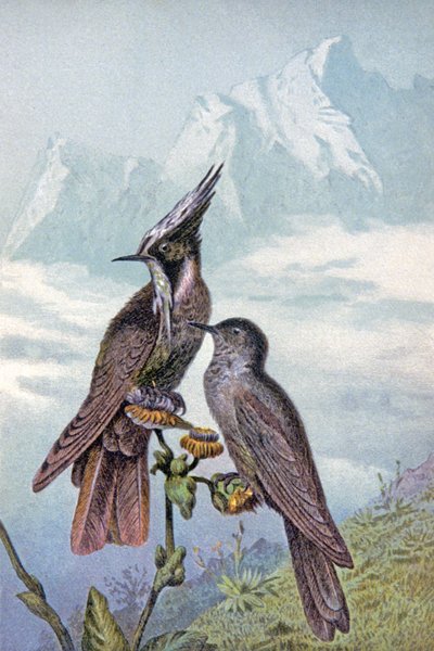 ハチドリのマスク、1910年頃（イラスト） 作： Wilhelm Kuhnert