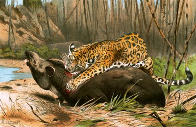 ジャガー殺害バク 作： Wilhelm Kuhnert