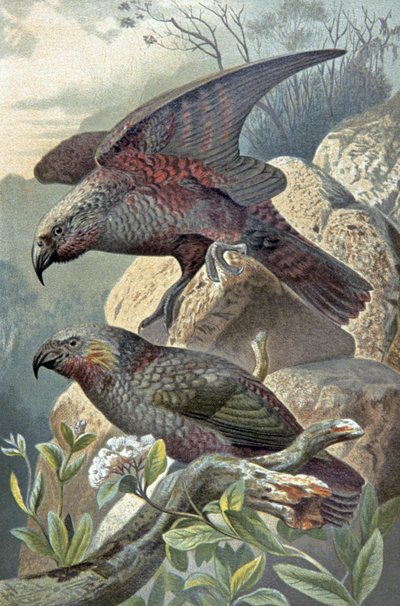 Kea, Nestor notabilis, 1910年頃（イラスト） 作： Wilhelm Kuhnert