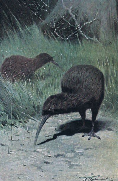 世界の野生生物、1910年頃のキウイ 作： Wilhelm Kuhnert