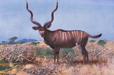 クーズー、ワイルドライフ・オブ・ザ・ワールドのイラスト、c.1910 作： Wilhelm Kuhnert