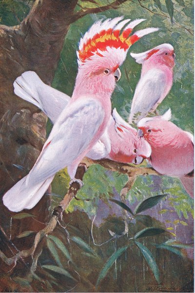 Leadbeaters Cockatoo、イラスト、ワイルドライフオブザワールド、c.1910 作： Wilhelm Kuhnert