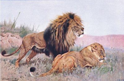 ライオンとライオネス、世界の野生生物、1910年頃のイラスト 作： Wilhelm Kuhnert
