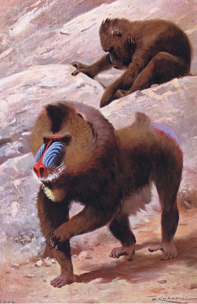 マンドリル、イラスト、ワイルドライフオブザワールド、c.1910 作： Wilhelm Kuhnert