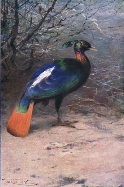 Monal、Wildlife of the Worldの出版、フレデリックウォーン＆Co、1900年頃 作： Wilhelm Kuhnert