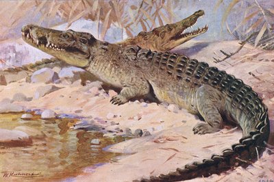 ナイルワニ、イラスト、ワイルドライフ・オブ・ザ・ワールド、1910年 作： Wilhelm Kuhnert