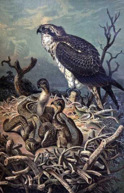 オスプレイ、1910年頃（イラスト） 作： Wilhelm Kuhnert