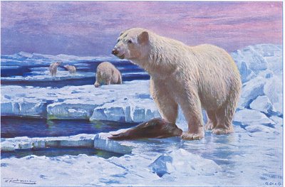 野生動物世界のホッキョクグマ、Frederick Warne＆Co発行、1900年頃 作： Wilhelm Kuhnert