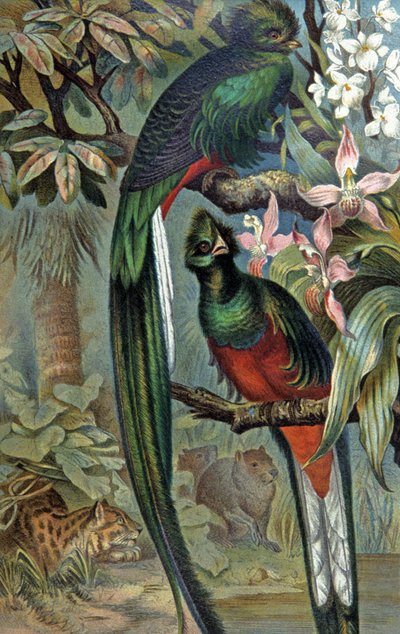 燦然と輝くケツァール、1910年頃（イラスト） 作： Wilhelm Kuhnert
