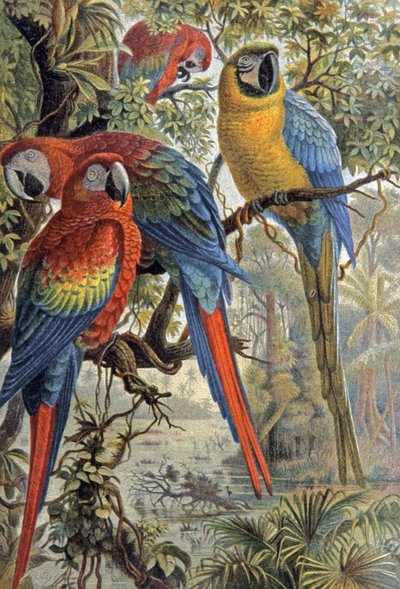 赤いオウム、1910年頃（イラスト） 作： Wilhelm Kuhnert