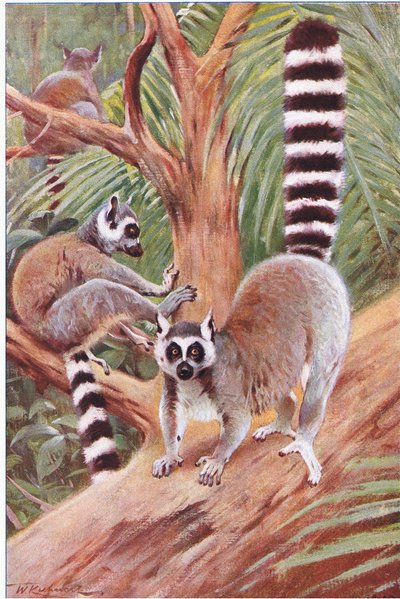リングテールキツネザル、イラスト、世界の野生生物、1910年頃 作： Wilhelm Kuhnert