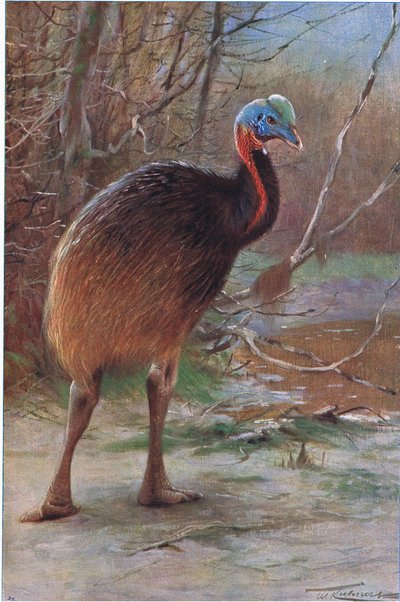 シングルワトルドカサウォリー、イラスト、ワイルドライフオブザワールド、c.1910 作： Wilhelm Kuhnert