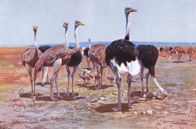 ソマリアダチョウ、「世界の野生生物」、1910年頃のイラスト 作： Wilhelm Kuhnert