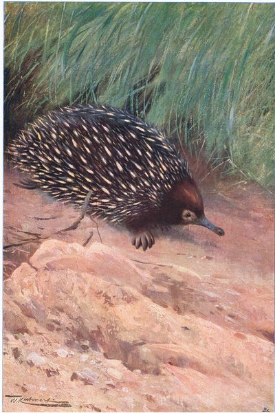 とげのあるアリ、イラスト、ワイルドライフオブザワールド、1910年頃 作： Wilhelm Kuhnert