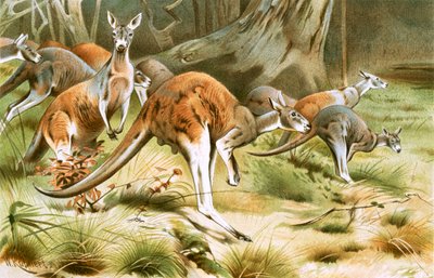 赤いカンガルー 作： Wilhelm Kuhnert