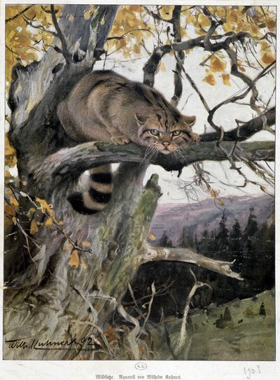 野生の猫 - Wilhem Ruhnert氏による水彩画 作： Wilhelm Kuhnert
