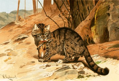 野生の猫 作： Wilhelm Kuhnert