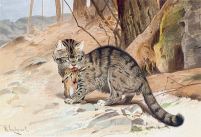 ワイルドキャット、「ブレーム・ティエールベン：アルゲマイネ・クンデ・デ・ティエライヒ」、vol.1、p.418、BibliographischesInstitut発行のプレート 作： Wilhelm Kuhnert