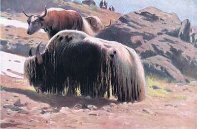 ヤク、ワイルドライフオブザワールドフレデリックウォーンアンドカンパニー発行、1900年頃 作： Wilhelm Kuhnert