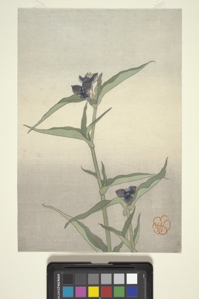 フラワースタディ、1908年頃（カラー木版画） 作： Wilhelmina Seegmiller