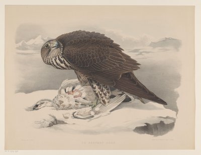 シロハヤブサとライチョウ Le gerfaut sors (オブジェクトのタイトル) 作： Willem Bastiaan van Wouw