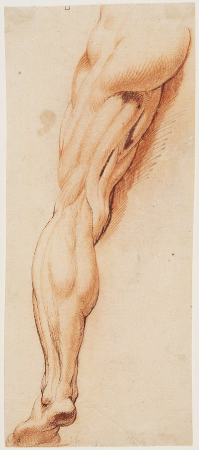 解剖学的研究 (écorché)。 後ろから見た皮をむいた男性の左足 作： Willem Panneels