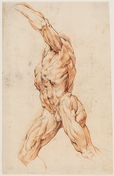 解剖学的研究 (écorchés)。 むき出しの男が左を向いて歩く 作： Willem Panneels
