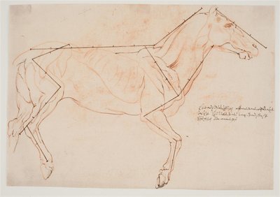 解剖学とプロポーションの研究。 馬 作： Willem Panneels