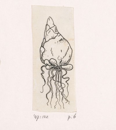 花の球根 作： Willem Wenckebach