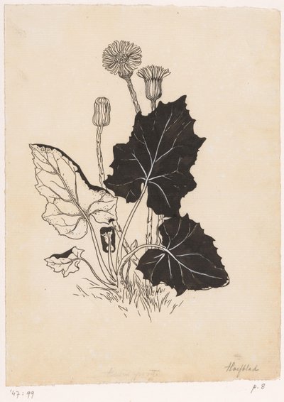 蕗 作： Willem Wenckebach