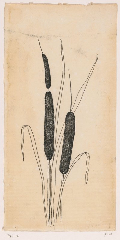 ガマ 作： Willem Wenckebach