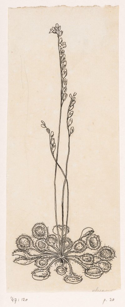 フライキャッチャー 作： Willem Wenckebach