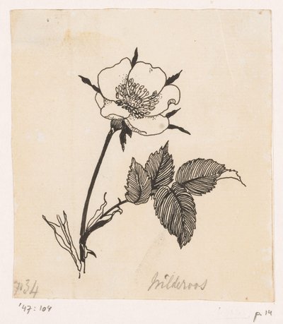 野薔薇 作： Willem Wenckebach