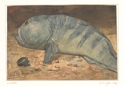 魚の側面図 作： Willem Arnoldus Witsen