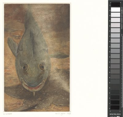 正面から見た魚 作： Willem Arnoldus Witsen