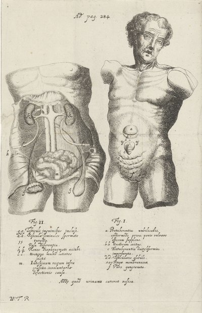 2 つの船体の解剖学的研究 作： Willem ten Rhijne