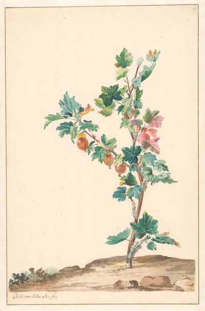 風景の中のグーズベリー 作： Willem van Leen (attributed to)