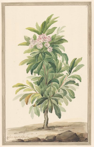 風景の中の Smalbladige lepelboom (Kalmia Angustifolia) 作： Willem van Leen (attributed to)