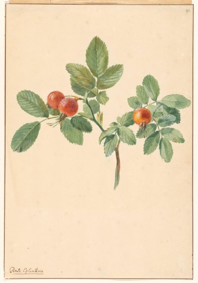 ローズヒップの枝 作： Willem van Leen (attributed to)