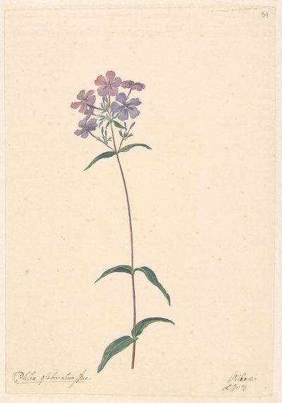 フロックスの枝 作： Willem van Leen (attributed to)