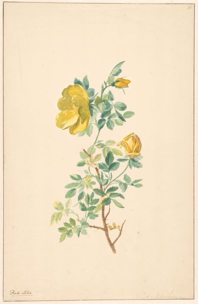 黄色いバラ (ローザ ルテア) の枝 作： Willem van Leen (attributed to)