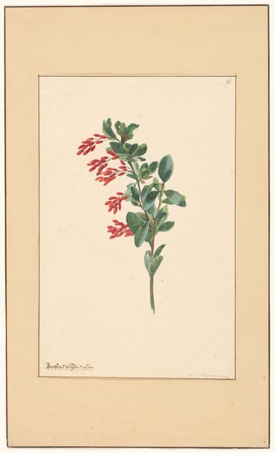 メギの枝 作： Willem van Leen (attributed to)