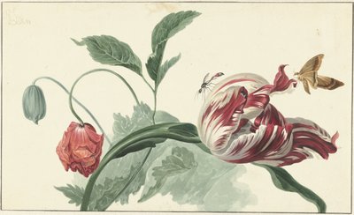チューリップとポピー 作： Willem van Leen (attributed to)