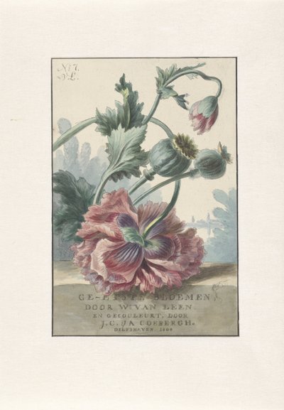 ポピー タイトルプリント: W. van Leen and J.C. ＆ はい。 Coebergh、エッチングされた花、1804 作： Willem van Leen