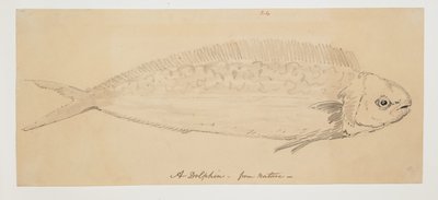 WD 961 f.24 作： William Alexander