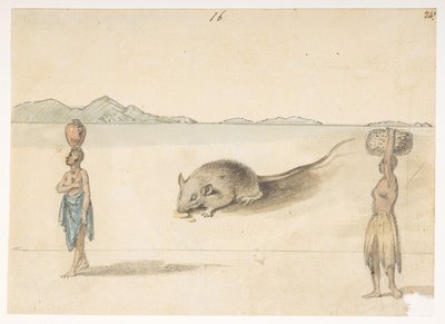 f.3 16 マウス。 おそらく聖ジャゴの住民。 背中：タコ。 「同じ魚の腹。 F と記されたスケッチはこれに属します。  マッカートニー卿の大使館時代に作成された風景、海岸線、衣装、日常生活の 372 枚の絵のアルバムから 作： William Alexander
