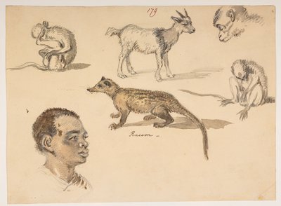 f.65 179 男の頭、アライグマ、ヤギ、サル、1792 年から 1794 年の間にマッカートニー卿の中国皇帝への大使館で作成された、風景、海岸線、衣装、日常生活の 372 枚の図面のアルバムから (紙に鉛筆と水彩) 作： William Alexander