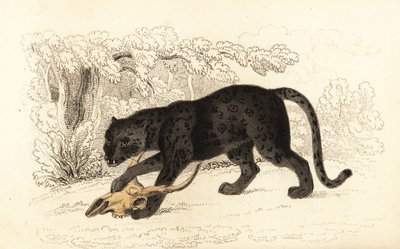 ブラック ジャガー、Fanthera pardus.、1834 年 (彫刻) 作： William Alexander Forbes