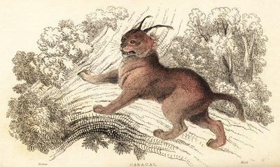 Caracal, Caracal caracal.,1834 (engraving)   1409439   ja       japanese Successfully Translated  Original: Sacred Temple of Heaven Where the Emperor Sacrifices Once a Year, in the Chinese City of Pekin, October 1860 Translat: Sacred Temple of Heaven Where 作： William Alexander Forbes
