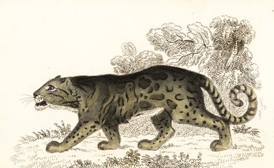 ウンピョウ、Neofelis nebulosa、1834 年 (彫刻) 作： William Alexander Forbes
